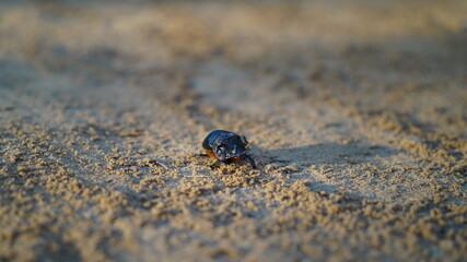 Earth-boring dung beetle species Geotrupes stercorarius in high definition with extreme focus and DOF isolated on farmland background