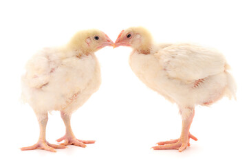 Two chicken or young broiler chickens.