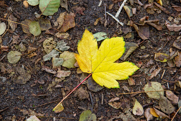 autumn leaves on the ground
