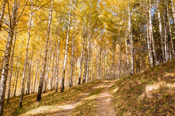 Autumn landscape. Beautiful birch trees. Walk in the birch forest. Natural background. Place to insert text.