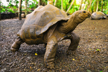 Beautiful turtle in wild animal reservation  