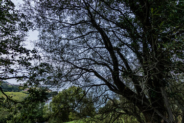 Arboles a contraluz