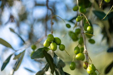 ramo d'ulivo con olive da olio mature