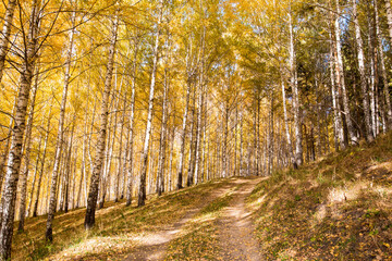 Autumn landscape. Beautiful birch trees. Walk in the birch forest. Natural background. Place to insert text.