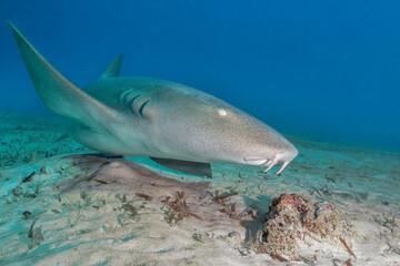 Nurse Shark Close