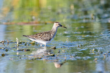 Pectoral sandpiper (calidris melanotos), Frank Lake, Alberta, Canada,