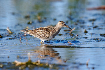 Pectoral sandpiper (calidris melanotos), Frank Lake, Alberta, Canada,