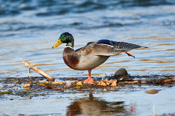 Male Mallard (Anas platyrhynchos) in Bow River, Fish Creek Provincial Park, Calgary, Alberta, Canada,