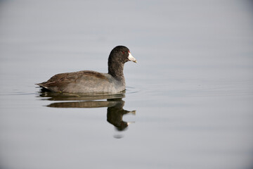 American coot (fulica americana), Lafarge Meadows, Calgary, Alberta, Canada,