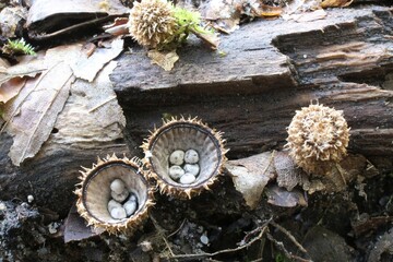 Amazing little mushroom looks like cup with pebbles - Cyathus striatus, bird's nest fungi