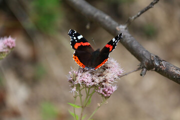 The red admiral (Vanessa Atalanta) or the red admiral or the number butterfly is one of the most common butterflies.