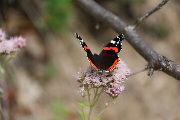 The red admiral (Vanessa Atalanta) or the red admiral or the number butterfly is one of the most common butterflies.