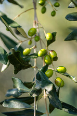 ramo d'ulivo con olive da olio mature