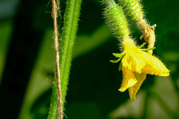 Cucumber embryos on a branch in a greenhouse close up selective focus