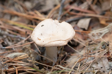
Macro of wild mushrooms in the forest