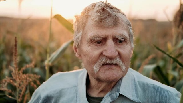 Portrait of a Senior adult farmer in a field of corn looking at the camera and smiling at sunset. Face Happy Farmer Worker summer nature Farming Real people Concept