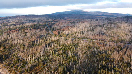 Waldsterben im Harz
