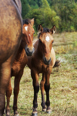 two little horses on a meadow