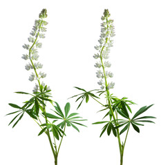 Two lupine inflorescences isolated on white. White spring flower