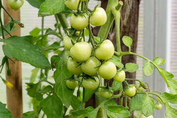 A branch of unripe cherry tomatoes in a greenhouse in the garden. Farming season