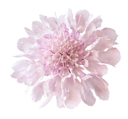 Pink scabiosa flower isolated on white. Blooming autumn plants