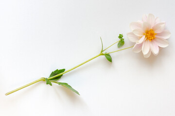 Pink dahlia on white. Beautiful delicate summer flower