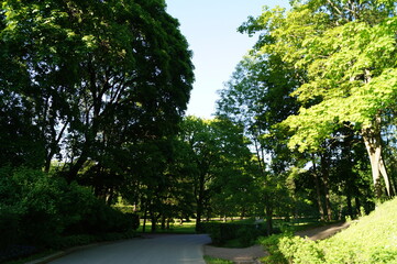 Beautiful landscape, green trees in the park. Sky and sun