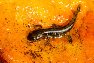 Fire salamander, Salamandra salamandra, breeding amphibian on stone, Spain