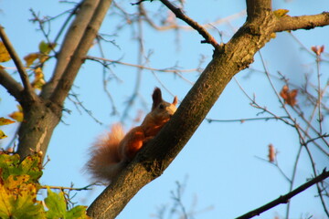 squirrel on tree