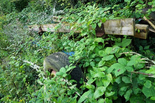 old trailers submerged in green and yellow undergrowth and weeds 
