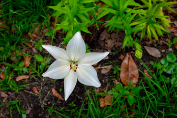 A single white lily with a dark green background 