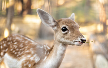 Small fallow deer at woodland  during sunset