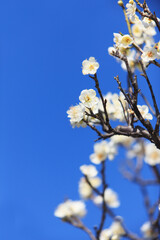 白梅と青空