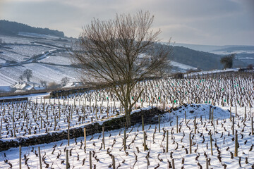 Fototapeta premium vignoble enneigé
