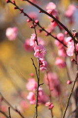 紅梅とロウバイ