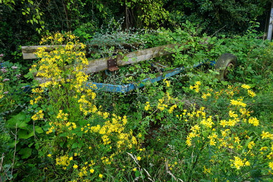 old trailers submerged in green and yellow undergrowth and weeds 