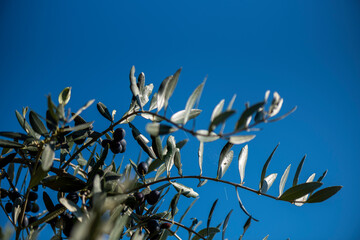 ramo d'ulivo con olive da olio mature