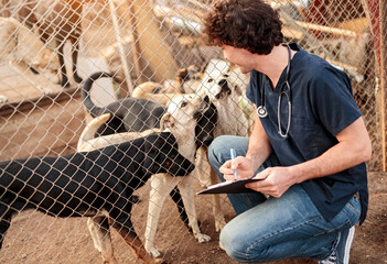 Male vet examining dogs in shelter
