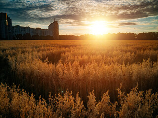 Fototapeta na wymiar Mysterious crop circle in oat field near the city at the evening sunset