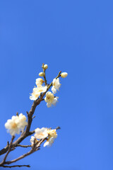 白梅と青空