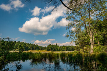 Swamp Marsh Summer