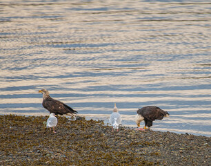 Birds on the beach
