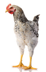 one gray rooster isolated on white background, studio shoot