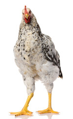one gray rooster isolated on white background, studio shoot