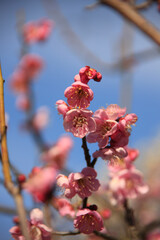 紅梅と青空