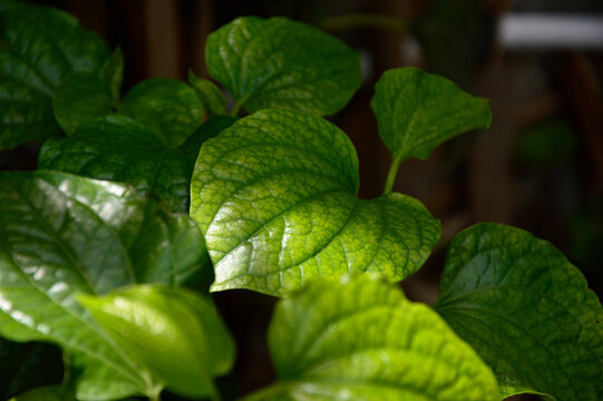 Chaploo, or Saeng Plu [2] (scientific name: Piper sarmentosum Roxb. Or Piper lolot C.DC.), is a plant of the Piperaceae family, often confused with betel [3], but the leaves are not as strong as betel