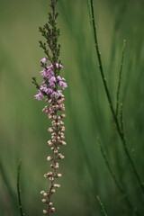 Heidekraut in Blüte, Details der Natur, Besenheide, Calluna vulgaris