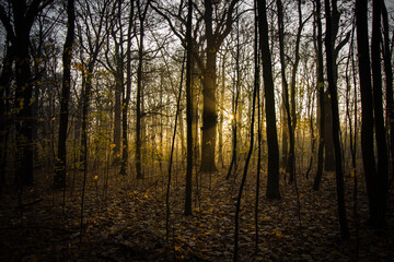 The rising sun breaks through the leafless autumn trees.