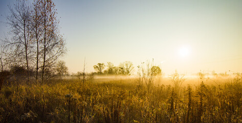 Meadow in the light of the autumn sun on a foggy morning.