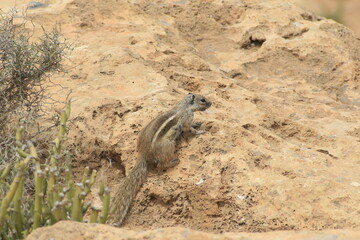 écureuil de barbarie maroc
